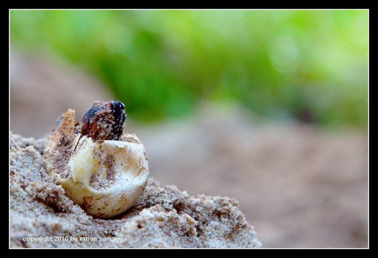 Death during pipping