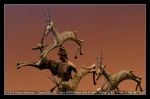 lion_king_012