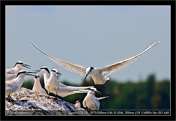 daralaut.jpg Daralaut