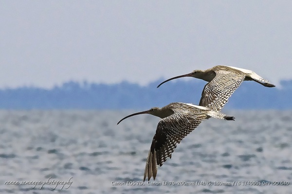 Eurasian Curlew