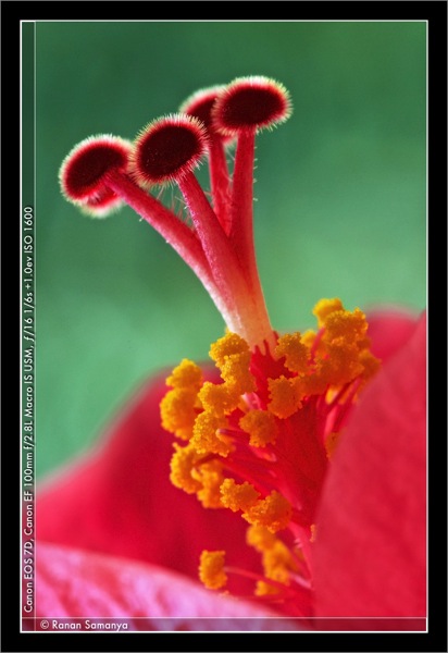 Hibiscus 001