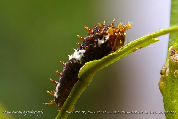 Lime butterfly 01 instar 3