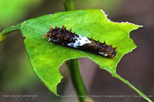 Lime butterfly 02 instar 3