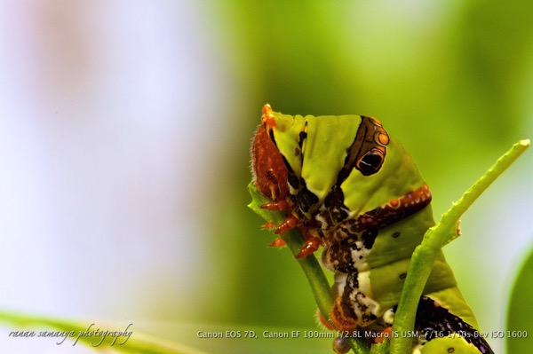 Lime butterfly instar 5 002