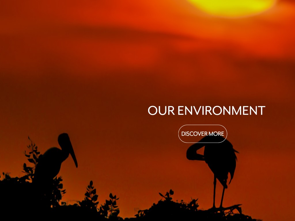 OUR ENVIRONMENT